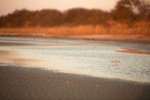 CB4A9363_Moewe_Wasser