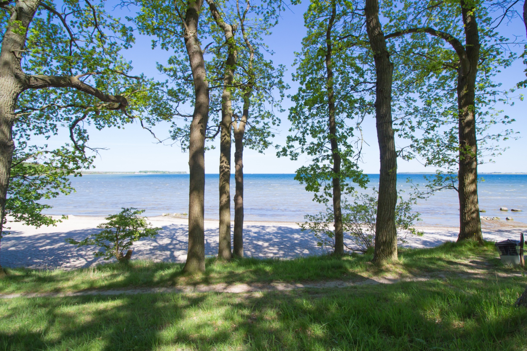 Bäume am Strandzugang